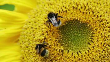 Detailed close-up of two bees pollinating a vibrant sunflower, highlighting the importance of pollinators in nature and agriculture. video