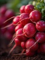 Fresh Red Radishes Have a Gardens Peppery Bite photo