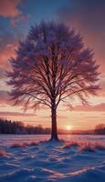Winters Touch on a Lonely Tree photo