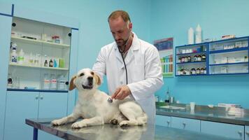 Caring veterinarian examines a playful puppy in bright clinic video