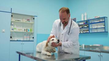 Veterinarian examines happy dog in bright clinic during check-up video