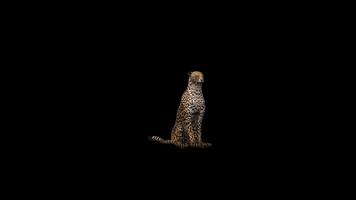 Cheetah Idle Front Side View video
