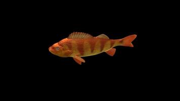 Goldfish Swimming Top Side View video