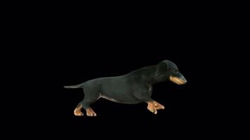 Dachshund Dog Running Side View video