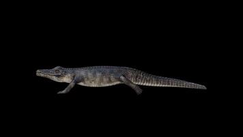 Crocodile Walking Sneaky Side View video