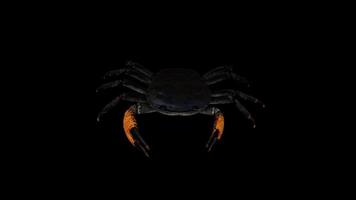 Realistic Crab Walking Front View video