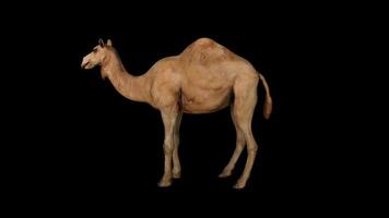 Camel Idle View Side View video