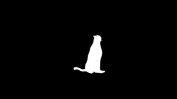 Silhouette Cheetah Idle Pose Front Side View video