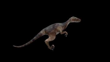 Red Deinonychus Walk Side View 2 video