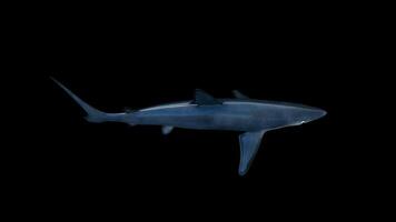 Blue Shark Swimming Top View video