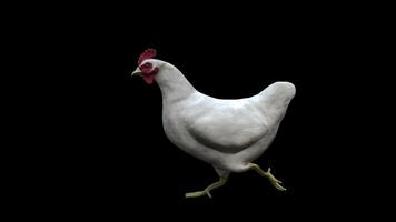 White Chicken Running Side View video