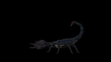 Black Scorpion Attack Side View video