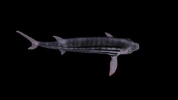 Xiphactinus Swimming Top View video