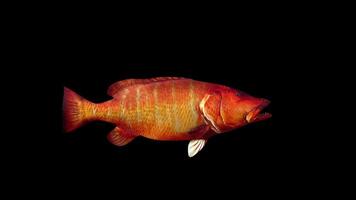 Cubera Snapper Swimming Side View video