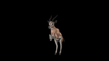 Gazelle Jump Front Side View video