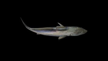 4K Realistic Fish Swimming Top View video