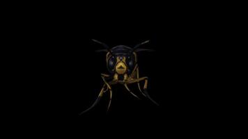 Realistic Wasp Walking Front View video
