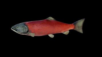 Old Salmon Fish Swimming video