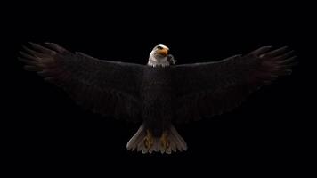 Realistic Eagle Fly with Mouse video
