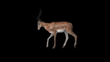 Gazelle Walking Side View video