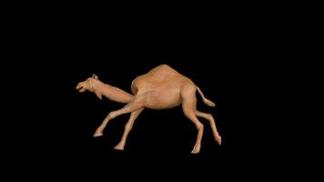 Camel Running Side View video