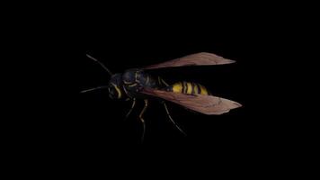Realistic Wasp Top View video