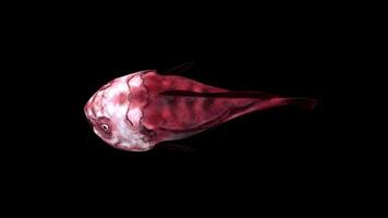 Realistic Blobfish Swimming Top Side View video
