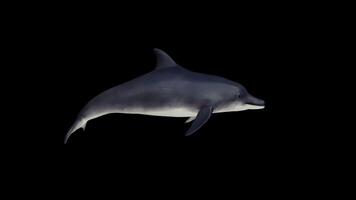 Realistic Dolphin Swimming video