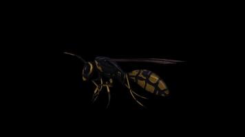 Realistic Wasp Walking Side View video