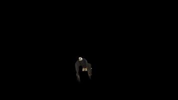 Realistic Eagle Passing Scene video