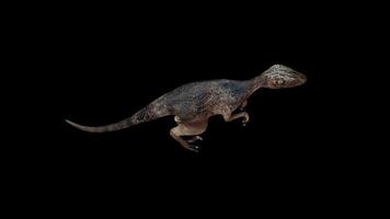 Red Deinonychus Top View 2 video