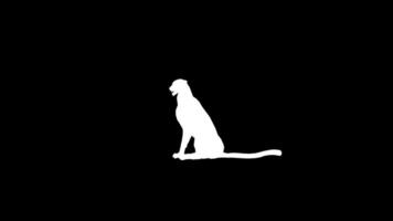 Silhouette Cheetah Idle Pose Side View video