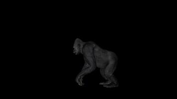Gorilla Walking Side View video