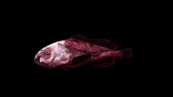 Realistic Blobfish Swimming Side View video