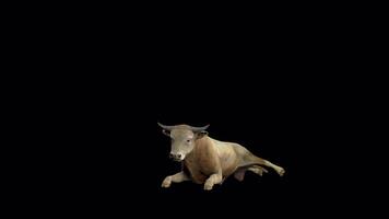 Yellow Cattle Sitting Front Side View video