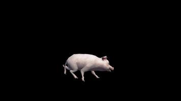 Pig Walking Run Side View video