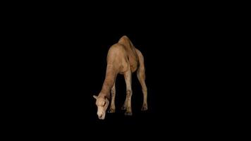 Camel Eat Front View video