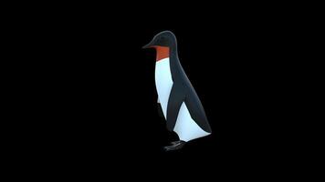 Pinguin Toy Walking Side View video