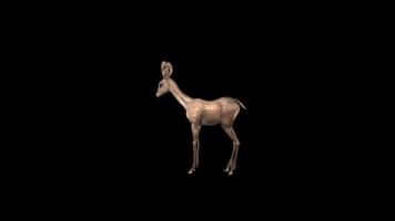 Baby Doe Idle Pose Side View video