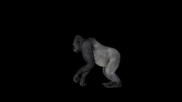 Old Gorilla Walking Side View video