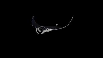 Manta Fish Ray Swimming Front Side View video