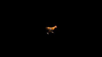 Realistic Rooster Running video