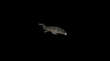 Crocodile Attack Front Side View video