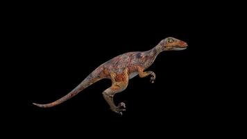 Red Deinonychus Walk Side View video