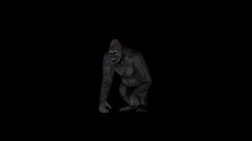 Gorilla Walking Front Side View video