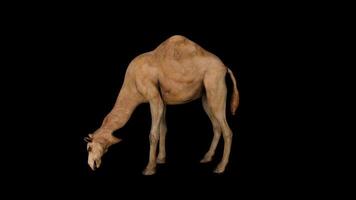 Camel Eating Side View video