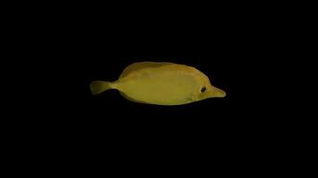 Yellow Tang Fish Top View video