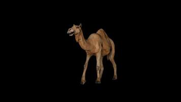 Camel Walk Front Side View video