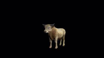 Yellow Cattle IDle pose Front Side View video