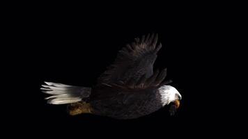 Realistic Eagle Fly with Mouse 2 video